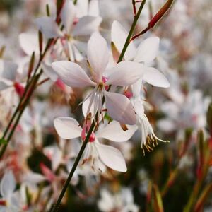 Oenothera lindheimeri (was Gaura) ---